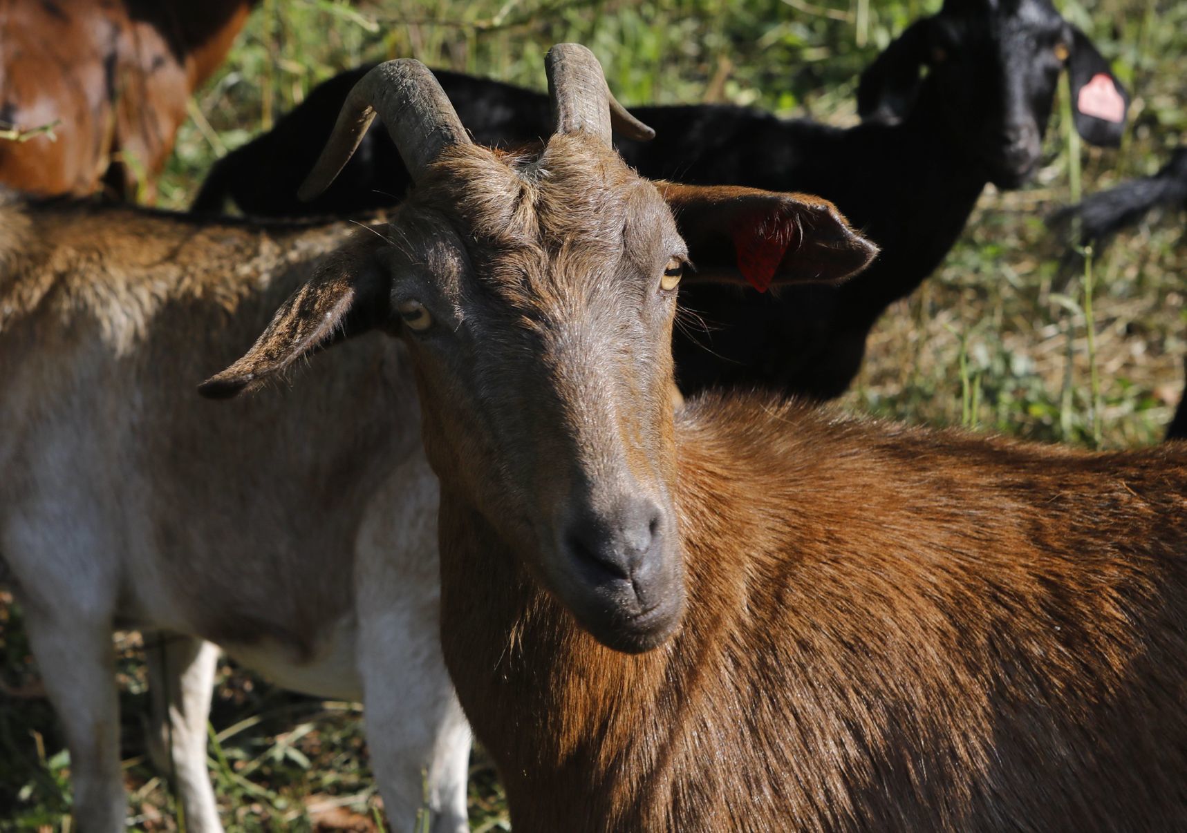 Goats make quick work of urban clearing